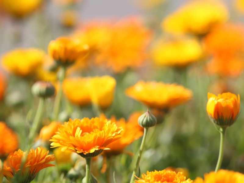 Hausmittel gegen Aphten: Calendula