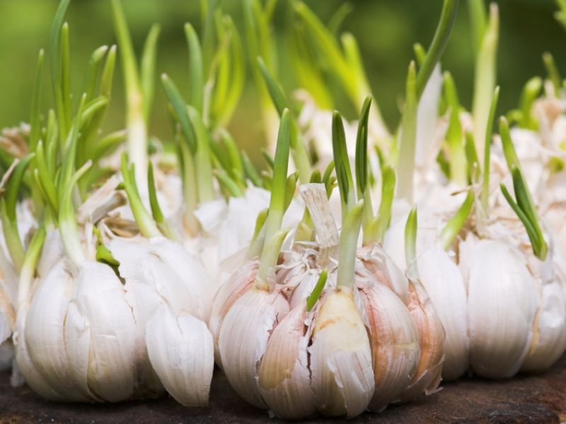 Knoblauch als präbiotisches Lebensmittel