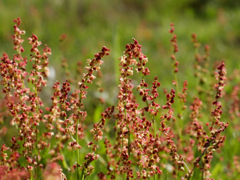 Sauerampfer (Rumex acetosa)