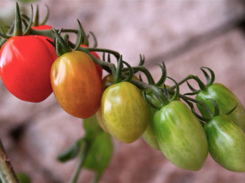 Unreife Tomaten sind giftig