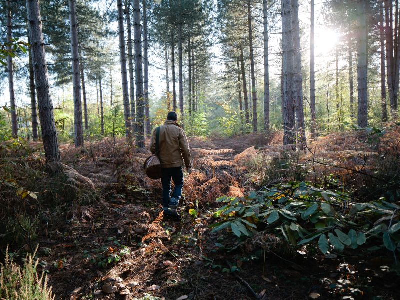 Saison: Wann in den Wald zum Pilze sammeln?