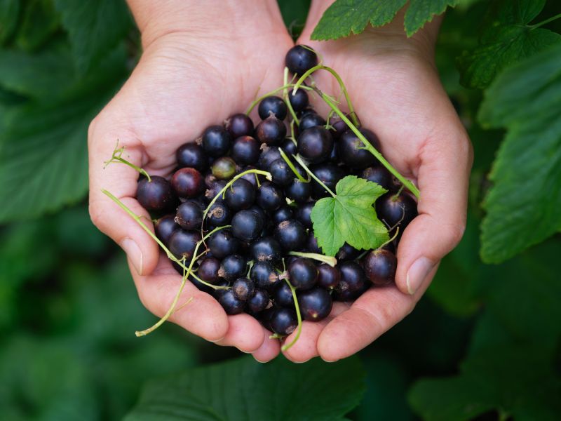 Vitamin E in schwarzen Johannisbeeren