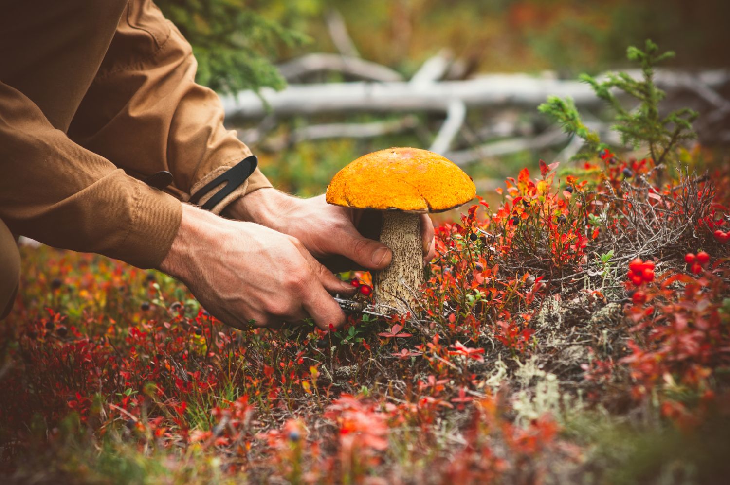 Picking mushrooms. Лес грибы ягоды. Собирать грибы. Сбор грибов в лесу. Собирать ягоды в лесу.