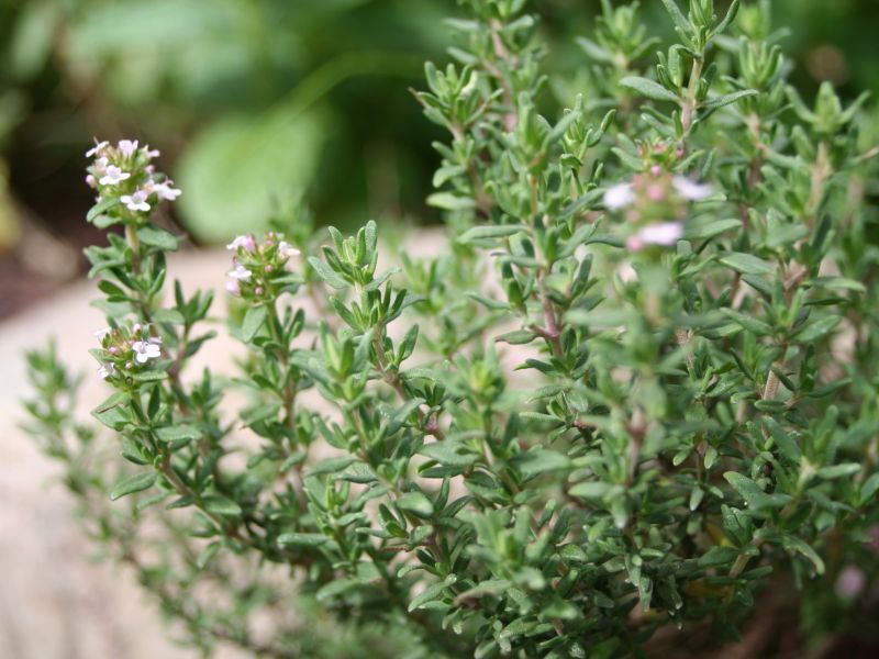 Thymian hilft bei Erkältung