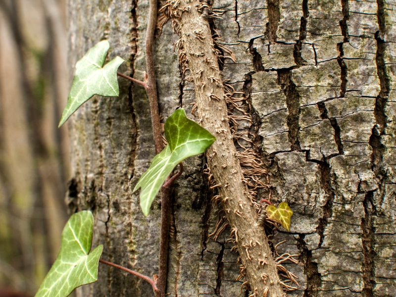 Im Efeu enthaltene Saponine wie Alpha-Hederin sorgen dafür, dass in den Bronchien festsitzendes Sekret dünnflüssiger wird und sich somit leichter abhusten lässt. Mit Efeu gegen eine Erkältung?