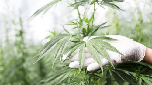 Medicinal cannabis: areas of application