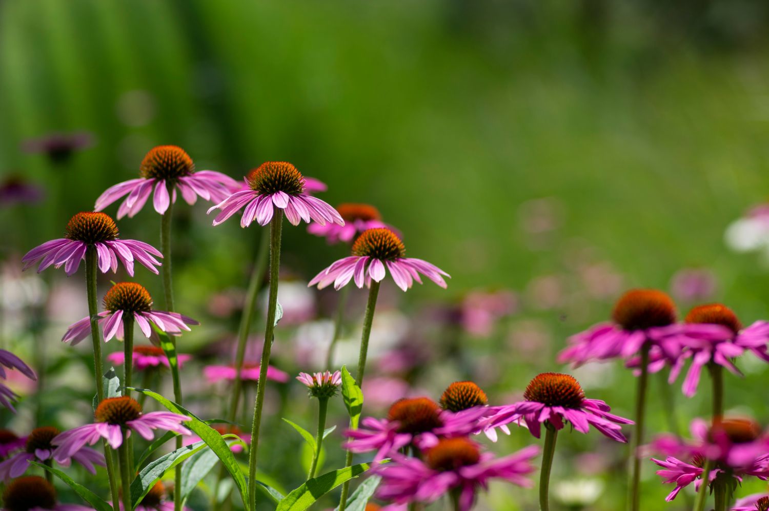 White Petals Purple эхинацея