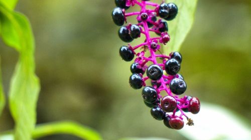 Homeopathy: Important medicines and their effects