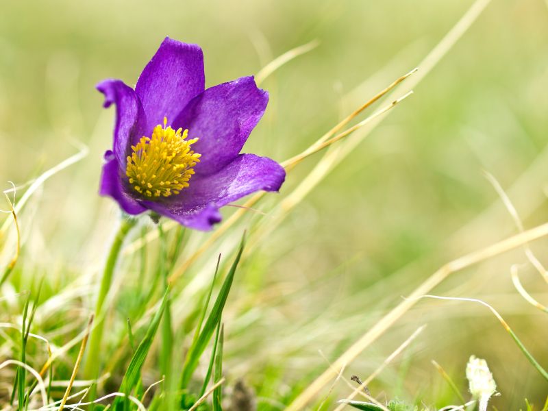 Pulsatilla