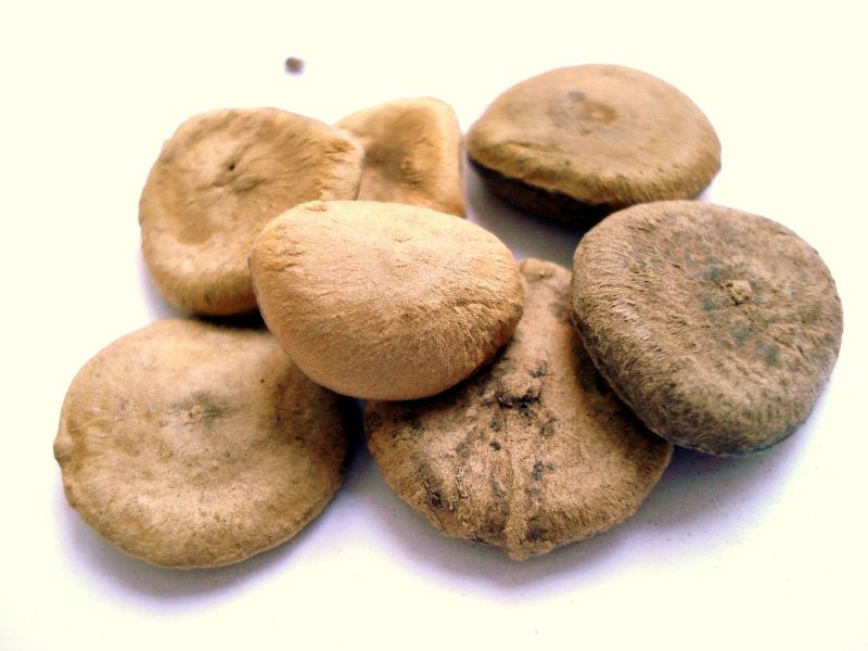 Nux vomica (Brechnuss)