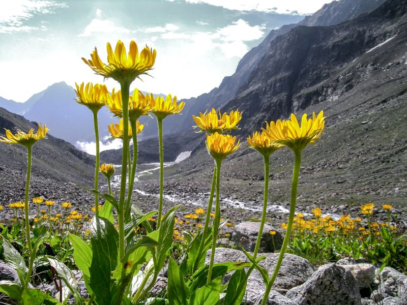 Arnica bei Verletzungen