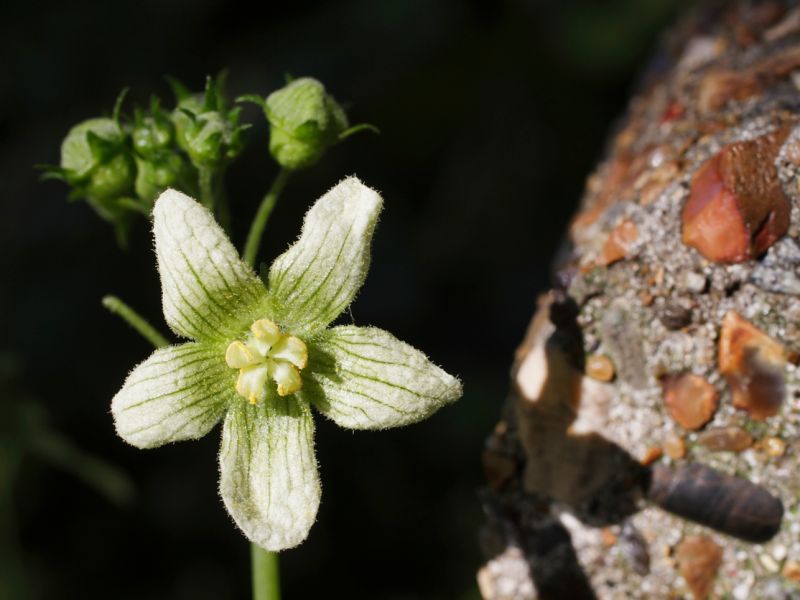 Bryonia (Zaunrübe)