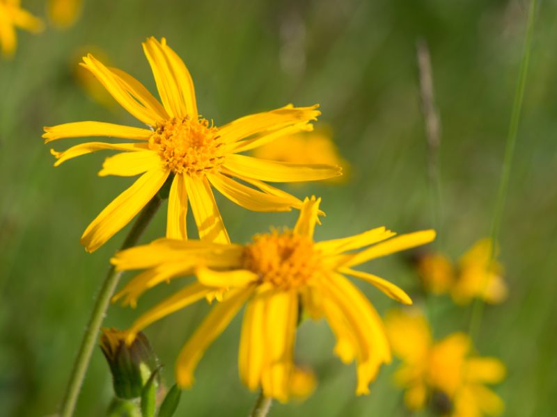 Arnica (Arnica montana, Bergwohlverleih)