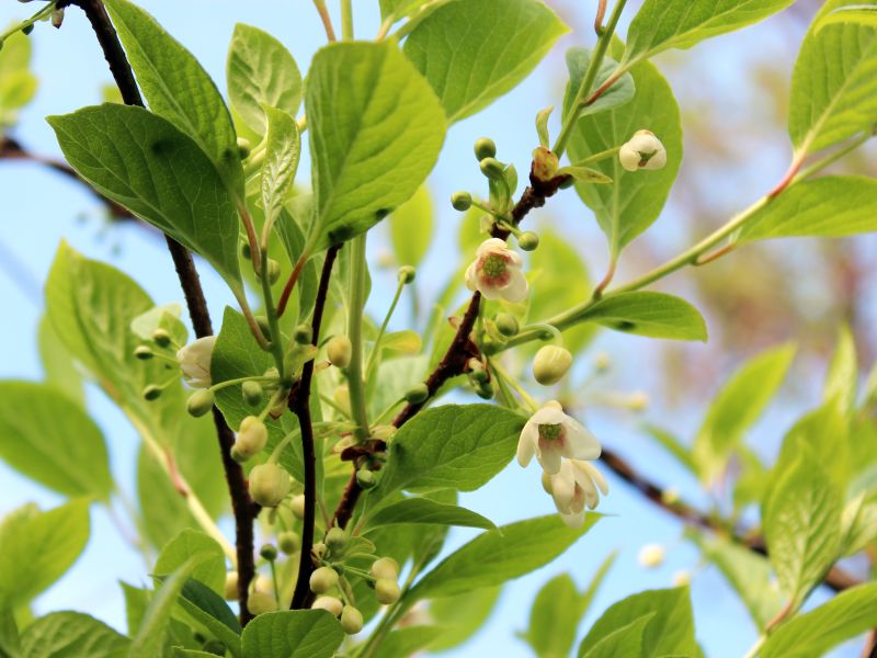 Schisandra chinensis (Schisandra)