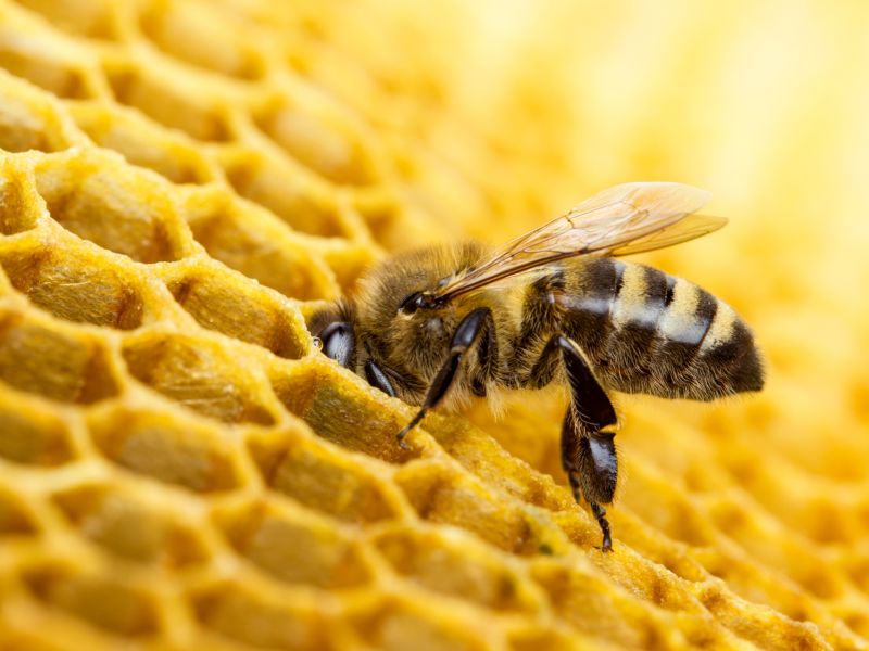 Apis mellifica gegen Gelenkschmerzen