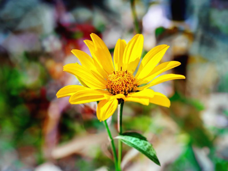 Arnica lindert Gelenkschmerzen