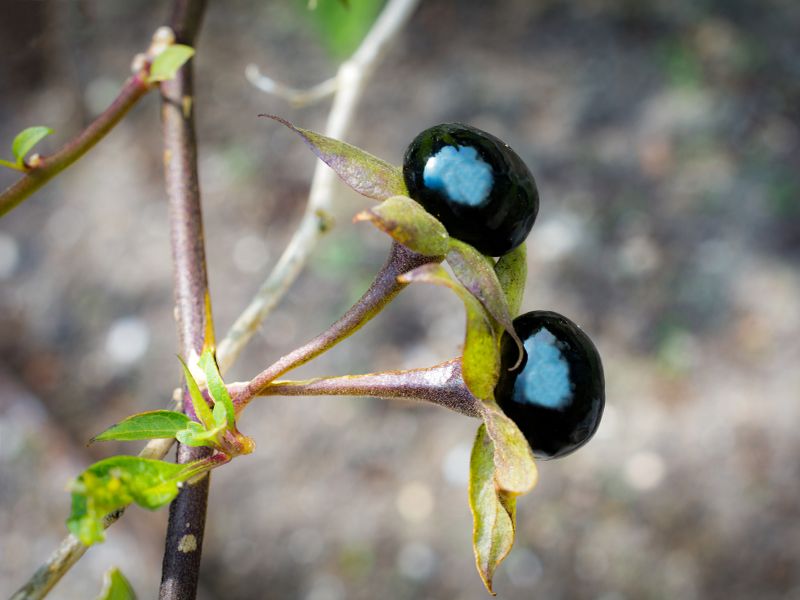 Belladonna für die Gelenke