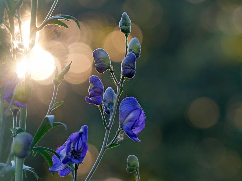 Aconitum (Blauer Eisenhut) gegen Tinnitus