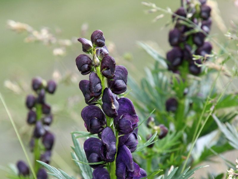 Aconitum bei Herz-Kreislaufproblemen