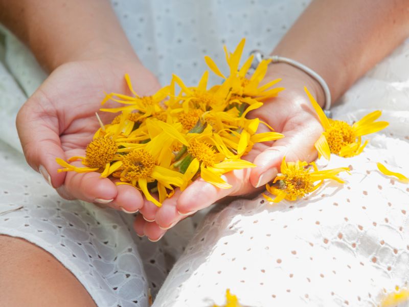 Arnica lindert Beschwerden von Herz und Kreislauf