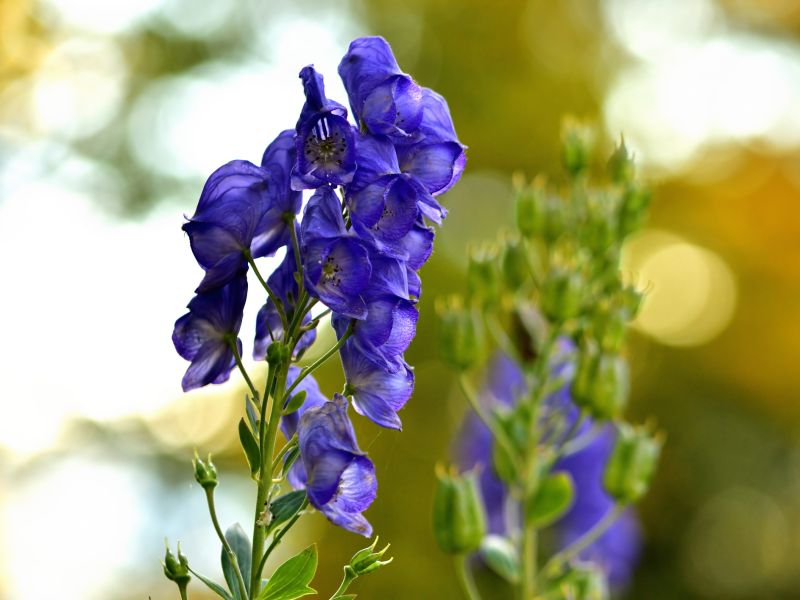 Aconitum gegen Schwindel