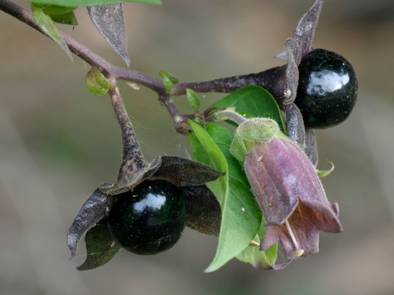 Schwindel mit Belladonna homöopathisch behandeln