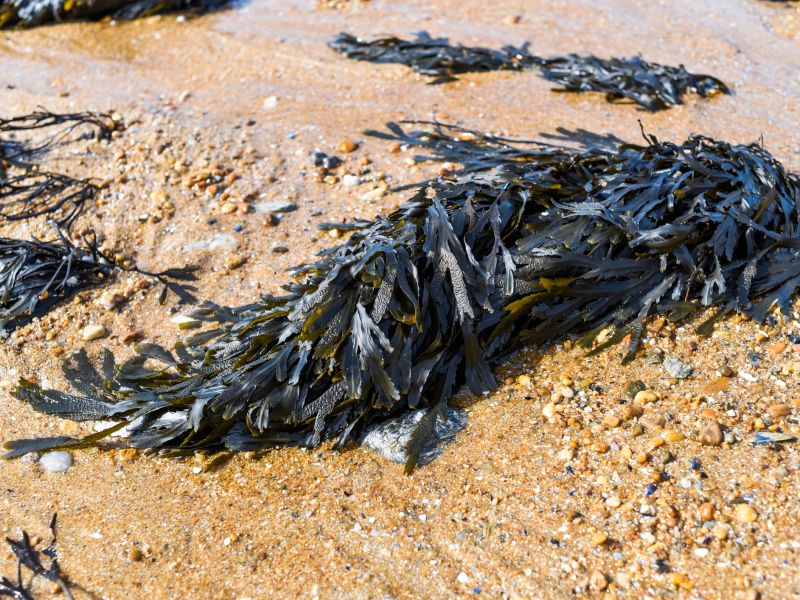 Fucus vesiculosus: Stoffwechsel mit Meeresalgen anregen