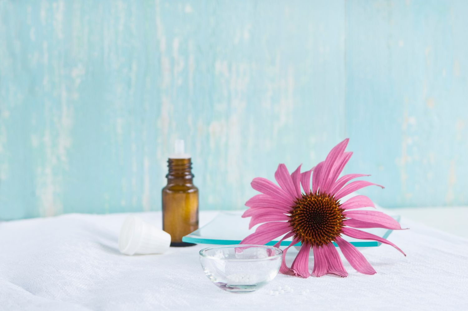 Echinacea-Hom-opathie-f-r-das-Immunsystem