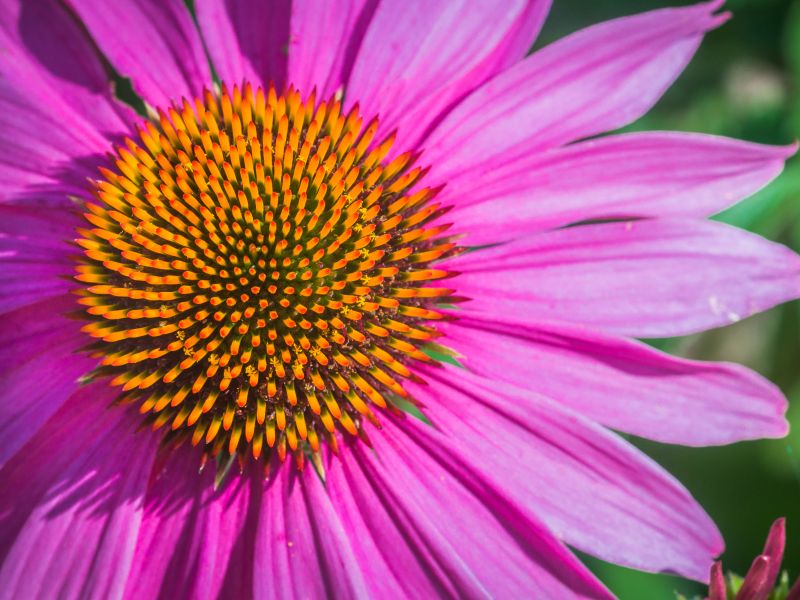 Echinacea (Sonnenhut)