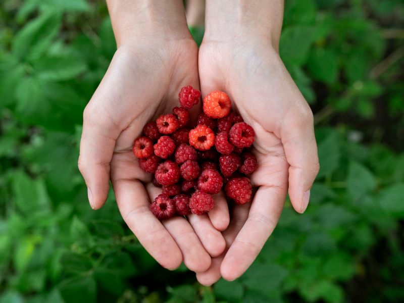 Himbeeren sind Obst mit wenig Fruchtzucker