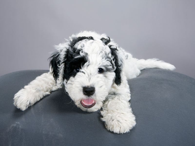 Portugiesischer Wasserhund bei Allergien