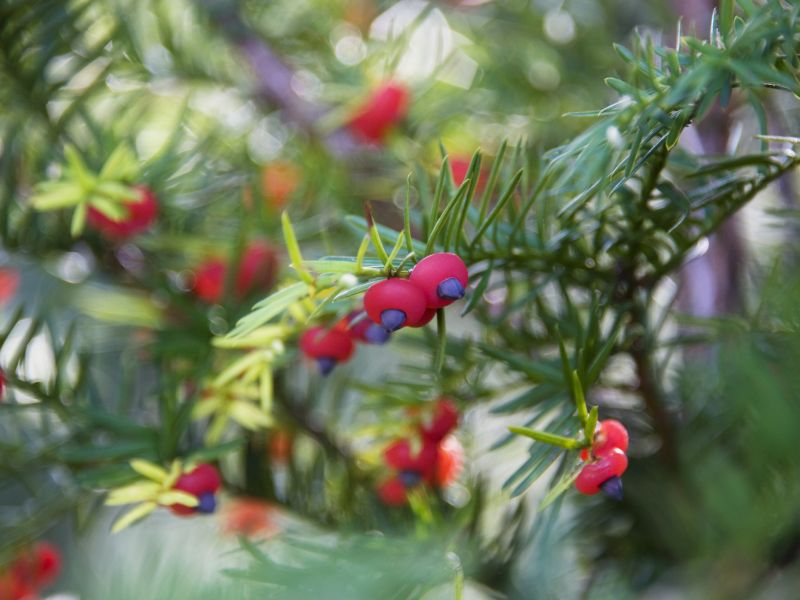 Eibe: Giftige Pflanze