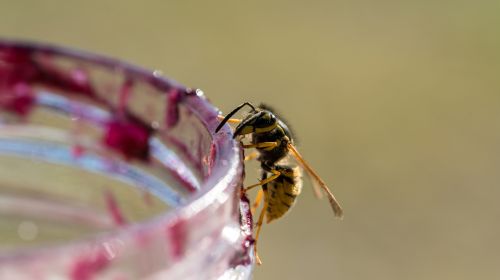 Zecken, Bremsen & Co.: Das sind die fiesesten Insekten des Sommers