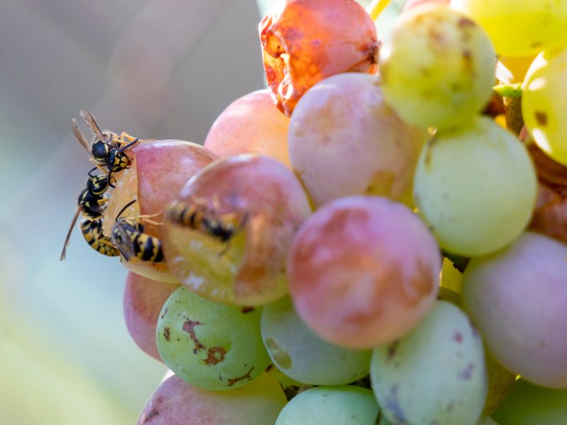 Wespen geschickt ablenken