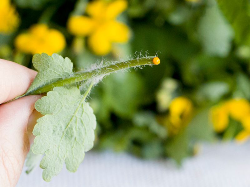 Dornwarzen mit Schöllkraut natürlich behandeln