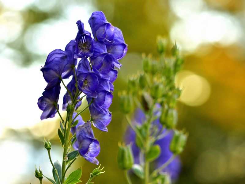 Aconitum napellus: Homöopathie bei Blasenentzündung