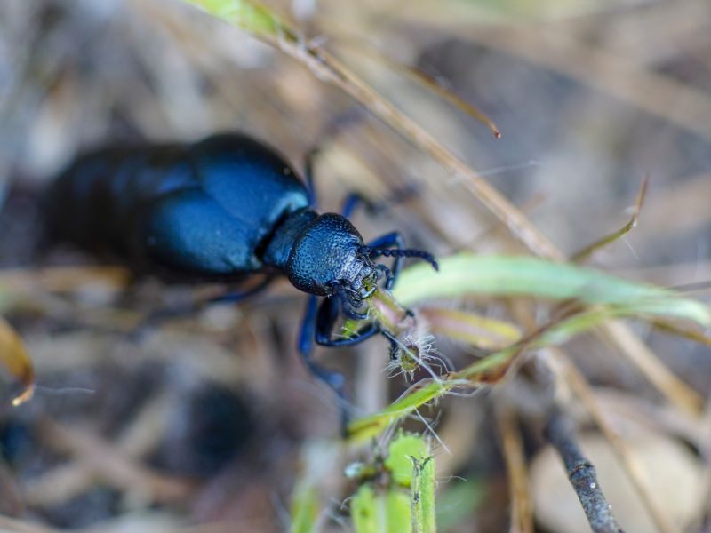 Vorsicht beim Schwarzblauen Ölkäfer