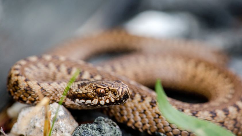 Das sind die 10 giftigsten Tiere Deutschlands