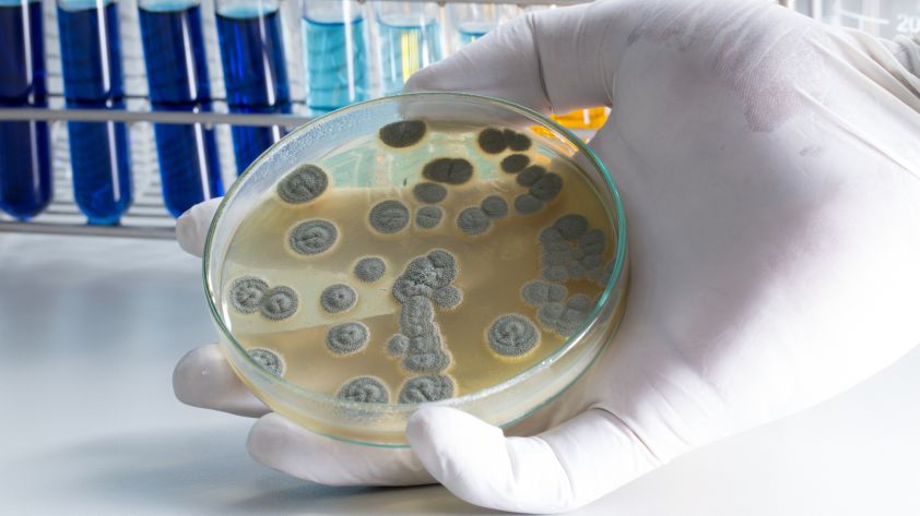 Penicillin: Wechselwirkungen des Antibiotikums mit Pille, Alkohol und Milch
