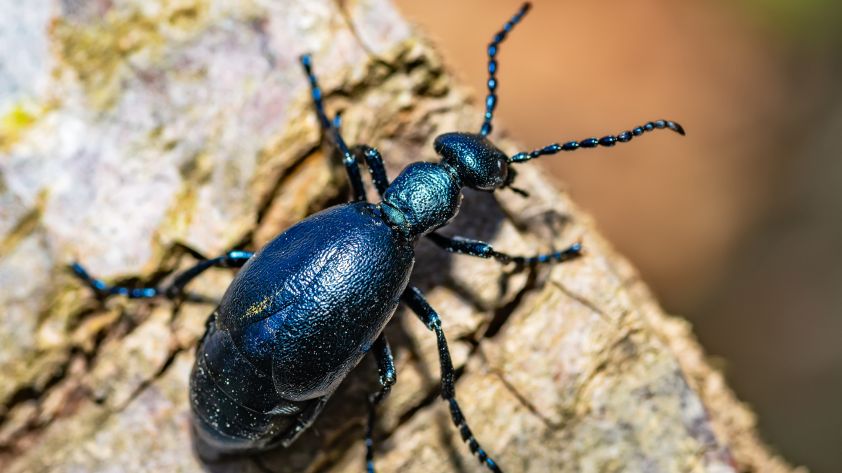 Ölkäfer: So giftig ist das schwarzblaue Insekt