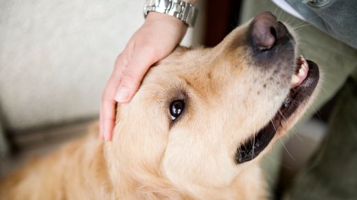 hand stroking dog