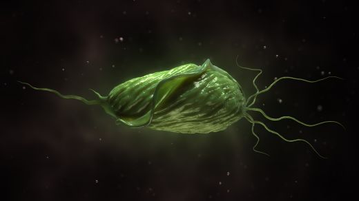 Trichomonaden • Symptome & Therapie der Trichomoniasis