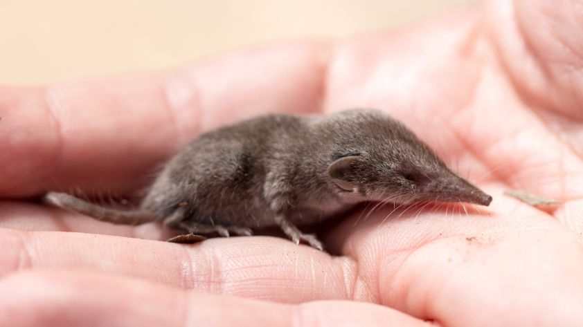 Bornavirus: Seltene Ursache für tödliche Gehirnentzündung