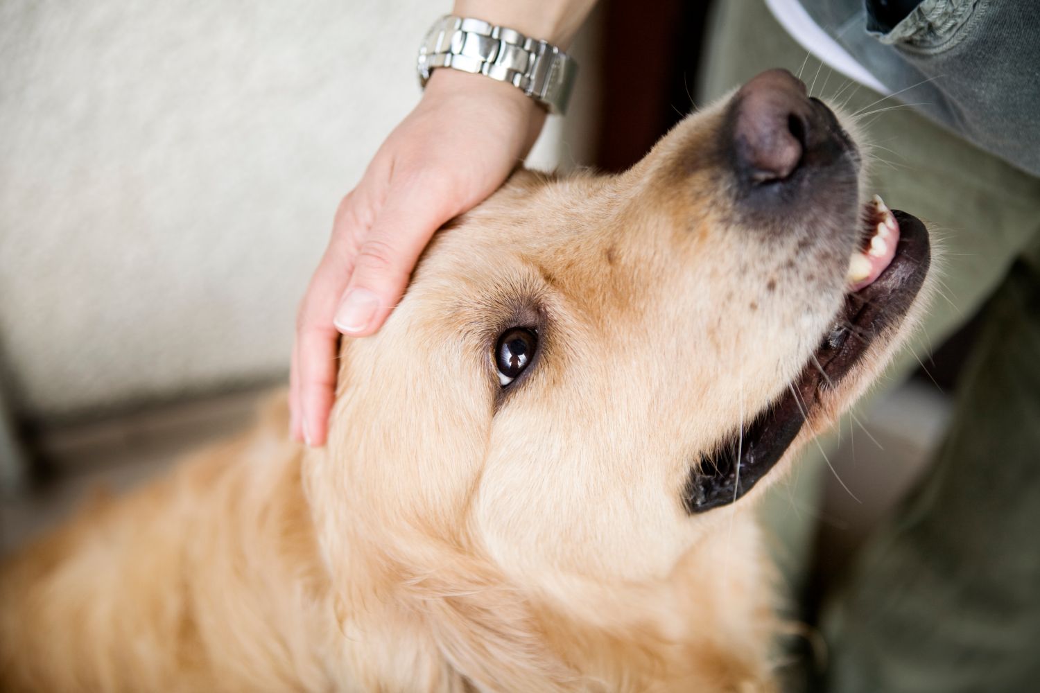 Hundesex mit frauen