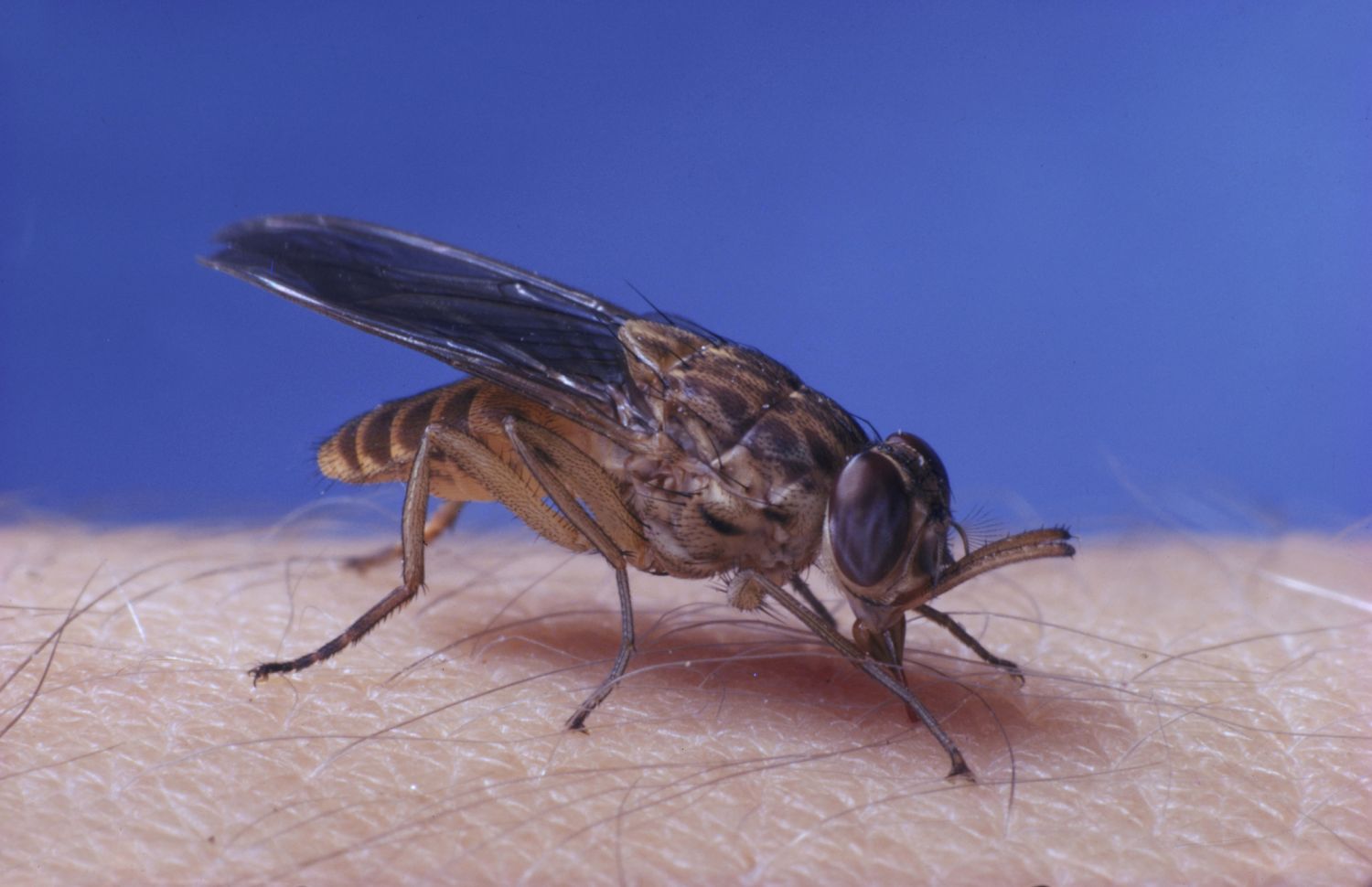 Tsetse fly