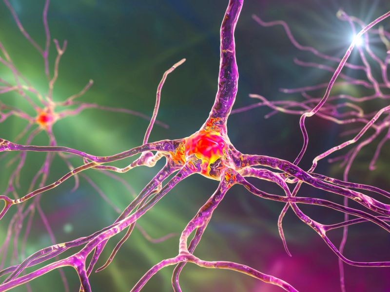 Fakten über das Gehirn: Hochkomplexes Nervengeflecht