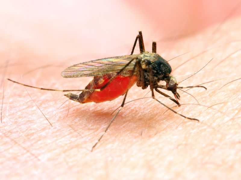 Malaria: In den Tropen und Subtropen
