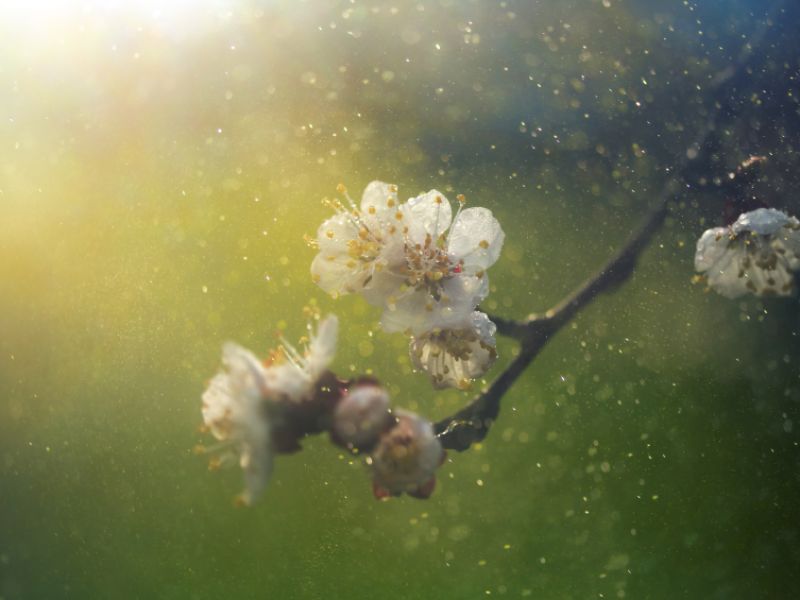 So langsam wird es Frühling: Mit den ersten warmen Sonnenstrahlen beginnt die Heuschnupfenzeit und damit das Leiden für Pollenallergiker. Je nach Witterung sind zunächst Birke und Hasel, bald auch andere Baumpollen unterwegs: Betroffene haben jetzt mit tränenden, juckenden Augen, einer ständig laufenden oder verstopften Nase, Husten und Juckreiz zu kämpfen. Entkommen lässt sich den Pollen leider kaum. Abhilfe schaffen spezielle Nasensprays, Augentropfen und Antihistaminika, die die allergische Reaktion des Körpers dämpfen. Langfristig kann eine Hyposensibilisierung dafür sorgen, dass der Körper nicht mehr oder nur noch abgeschwächt auf die Pollen reagiert. März: Heuschnupfen
