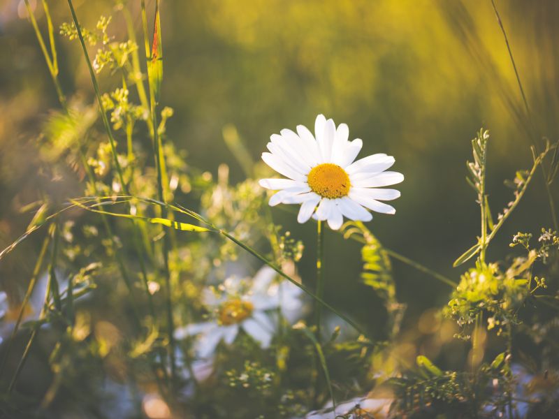 Den Wiesenschmuck könnte man auch als Gartenapotheke bezeichnen. Bei Mückenstichen lindern Gänseblümchen starken Juckreiz. Einfach etwas Saft der Pflanze zwischen den Fingern verreiben und auf den Stich streichen. Gänseblümchen gegen Mückenstiche