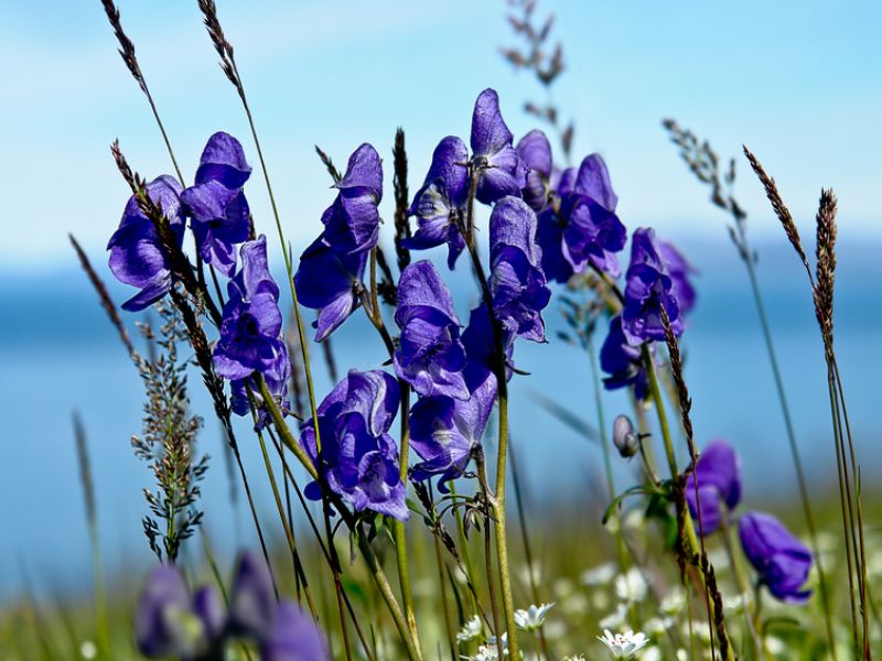 Aconitum (Blauer Eisenhut) bei Husten